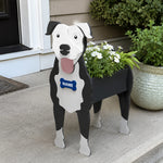 American Pit Bull Terrier dog planter filled with fresh flowers is placed in the garden