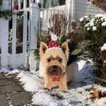 Christmas Yorkshire Terrier dog planter filled with fresh flowers is placed in the garden