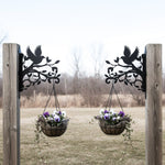 Hummingbird flying on branch metal hanging basket bracket mounted on outdoor wall for plant decoration