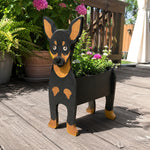 Miniature Pinscher dog planter filled with fresh flowers is placed in the garden