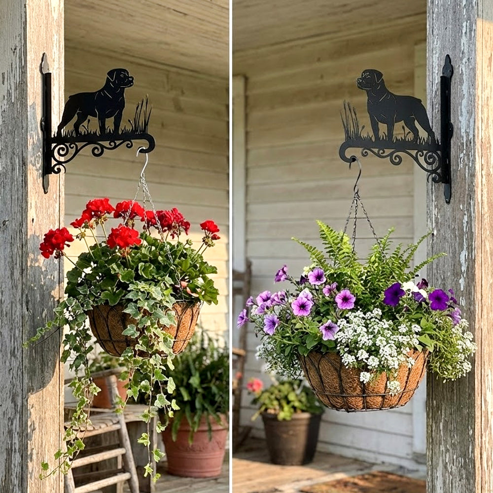 Rottweiler metal hanging basket bracket mounted on outdoor wall for plant decoration